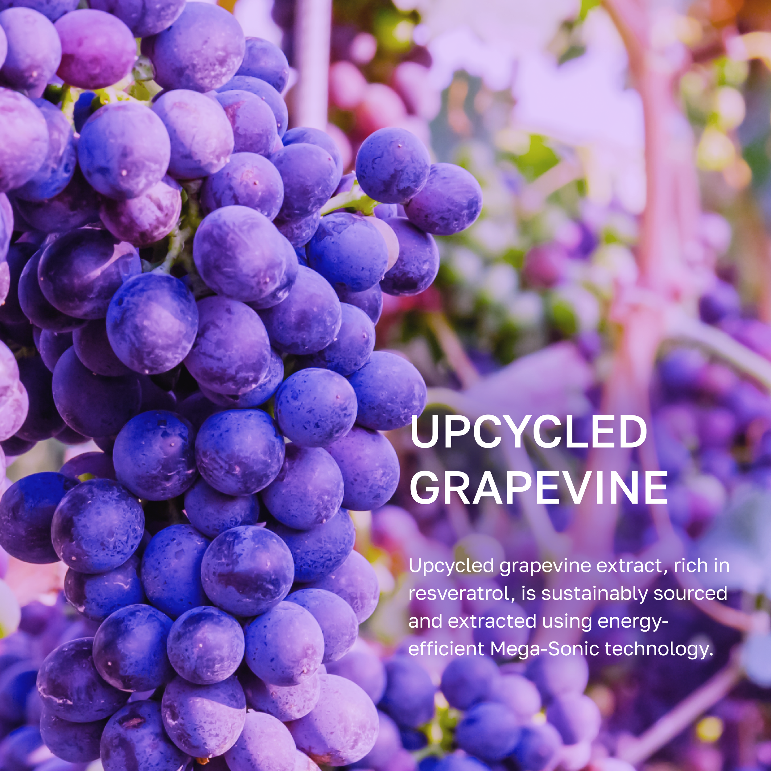 Vinoberry Moisture Firming Cream 55ml